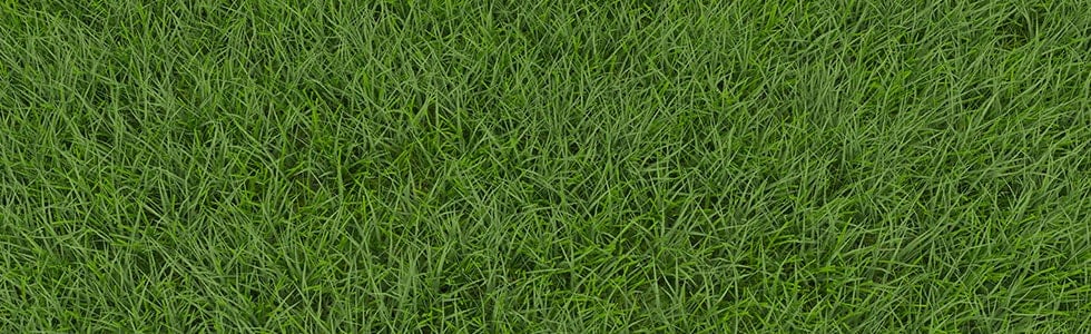 fescue grass