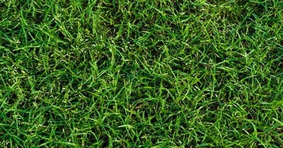 Bermuda grass