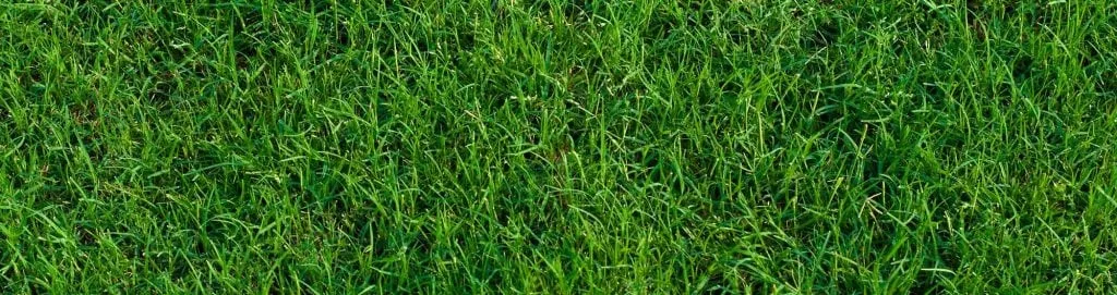Bermuda grass