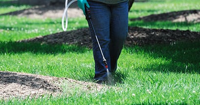 Barefoot worker spraying weed control chemicals