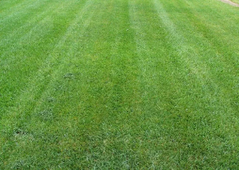 Tall Fescue Grass | Lawn Maintenance | Barefoot Lawn Care