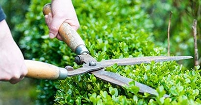 shrub maintenance