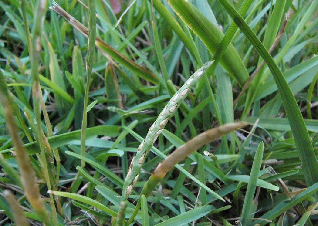 St. Augustinegrass lawn