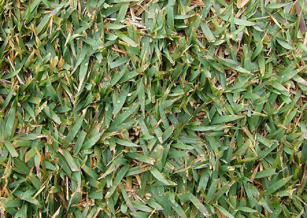 Zoysiagrass lawn