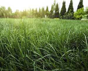 tall fescue grass