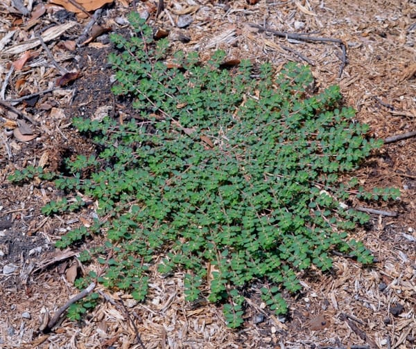 patch of spurge weed