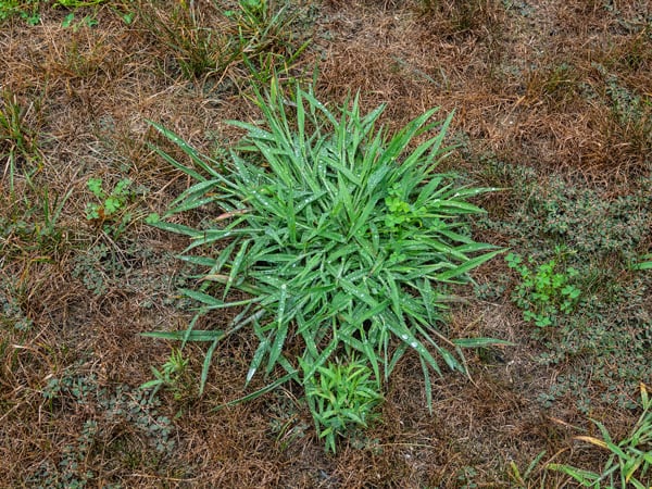crabgrass patch in an unkempt lawn