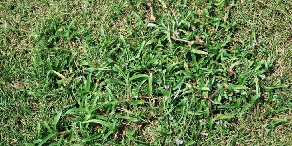 Common Weeds In Lawns | tunersread.com