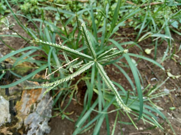 goosegrass weed