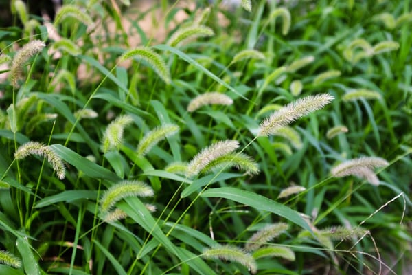 foxtail weeds