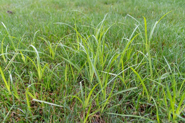 patch of tall nutsedge weeds