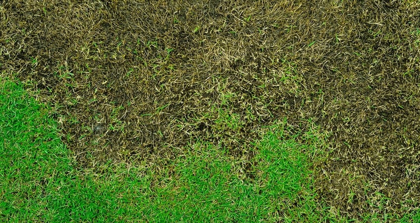 lawn affected by fungus growth