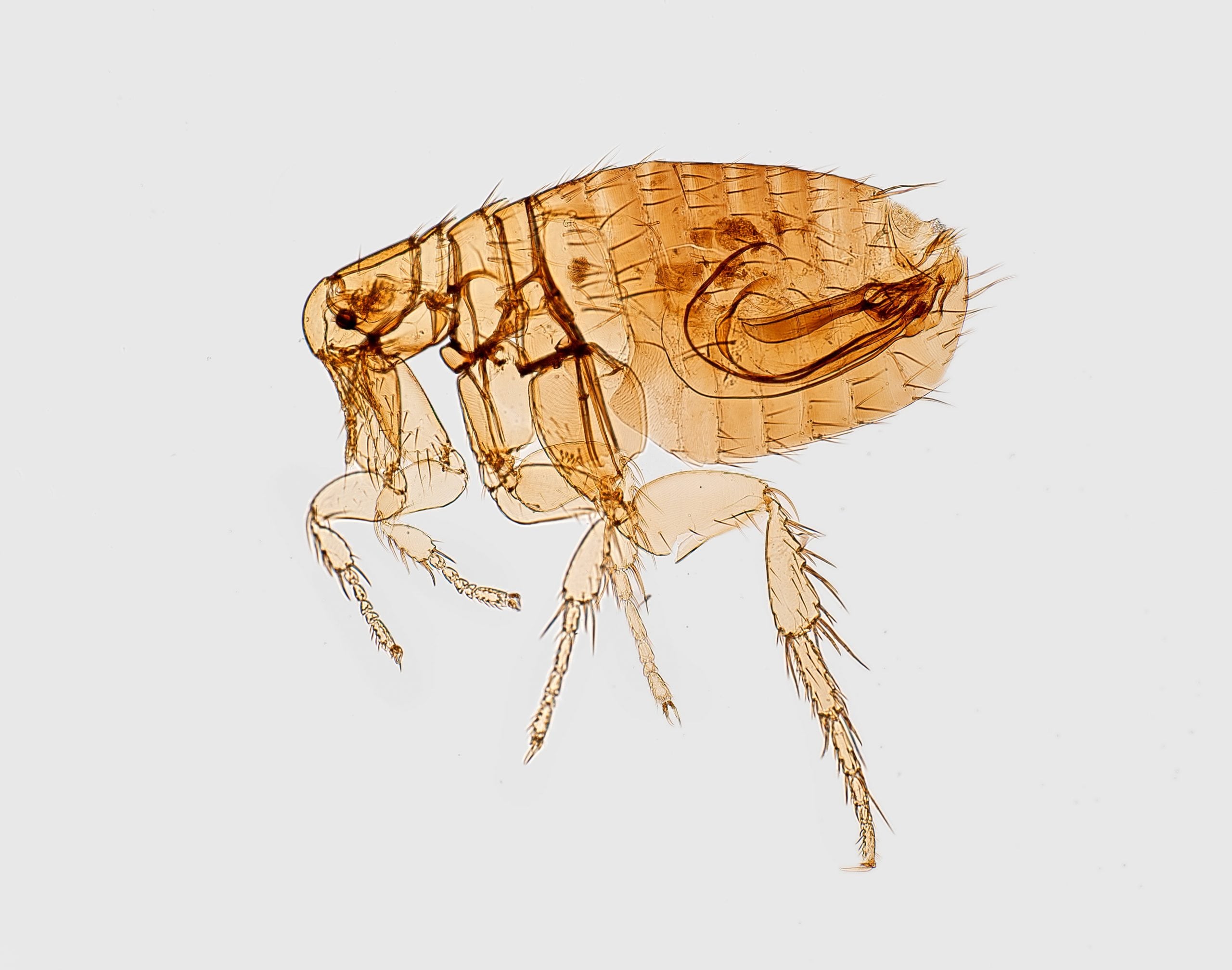 flea viewed under microscope