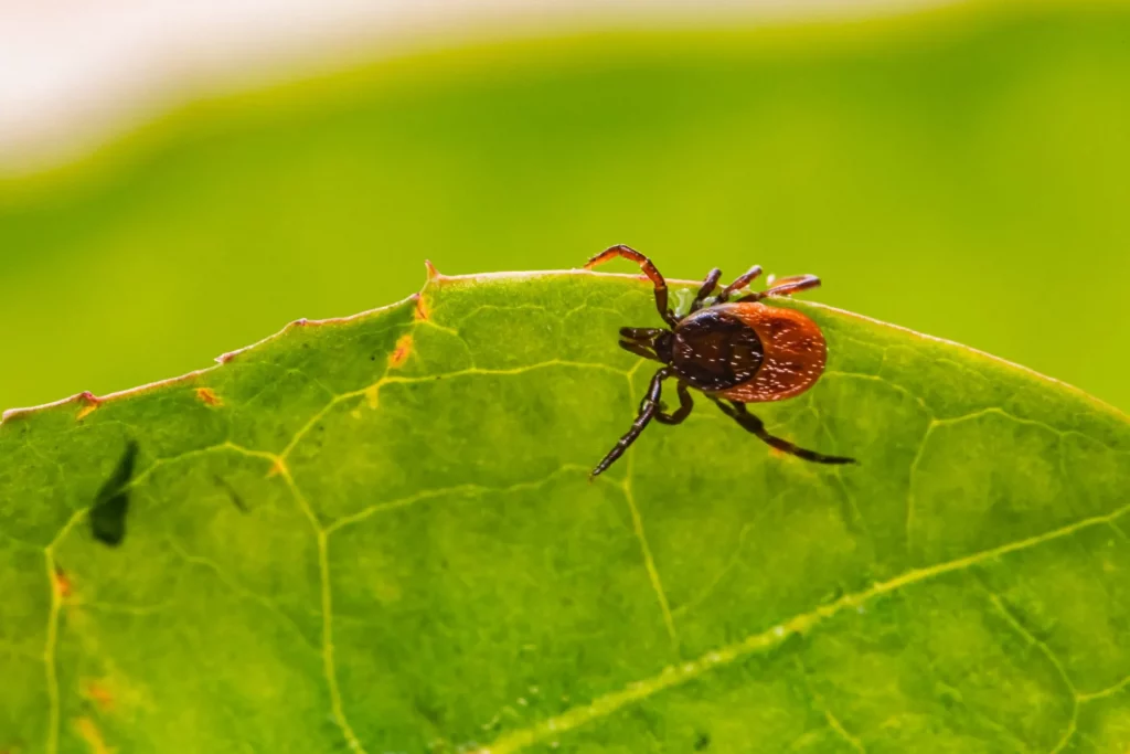 flea crawling on leaf