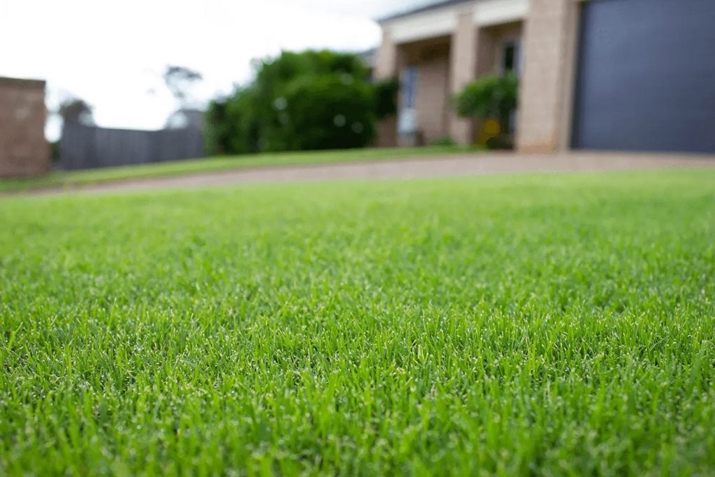 TifTuf Bermuda Grass