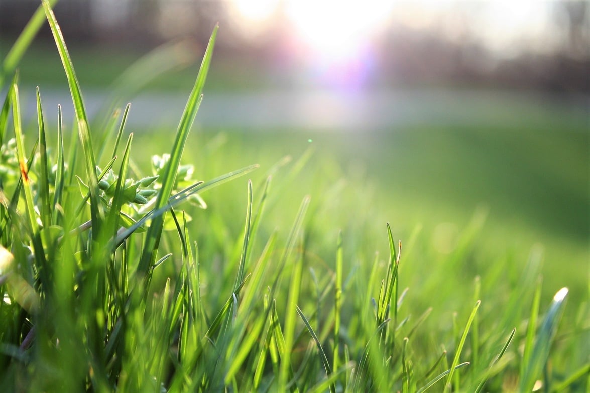 Benefits of Top Dressing Your Lawn Barefoot Lawn Care