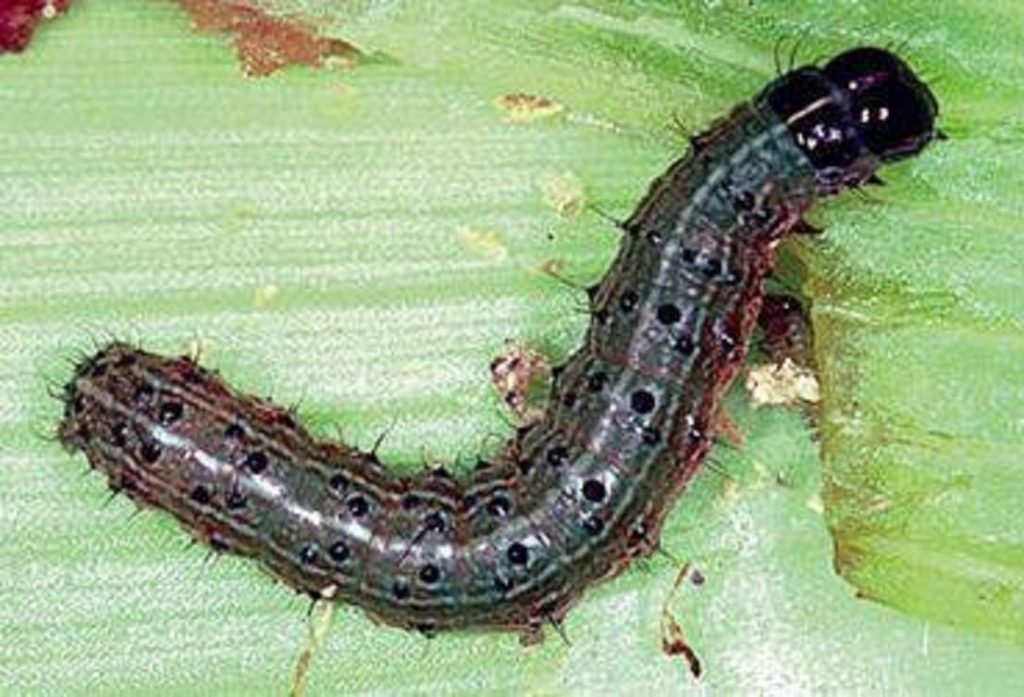 armyworm