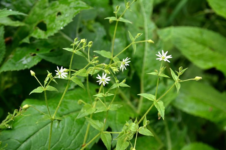 Chickweed