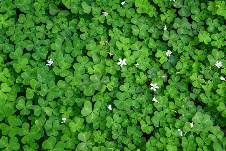 Clover