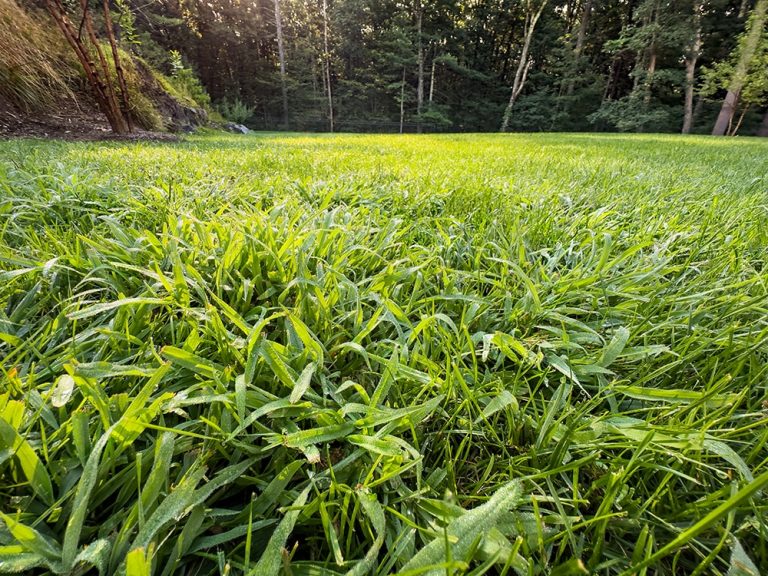 Crabgrass