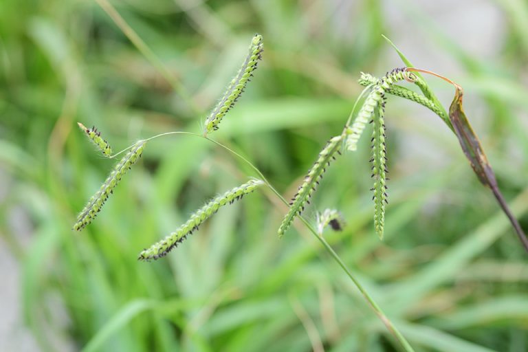 Dallisgrass