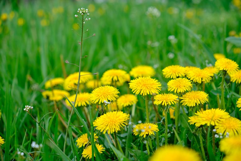 Dandelion