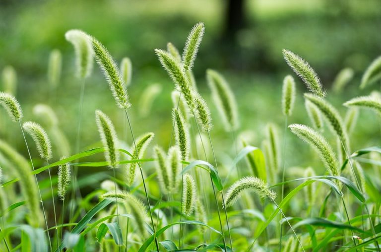 Foxtail