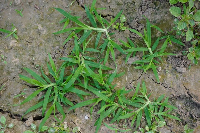 Goosegrass