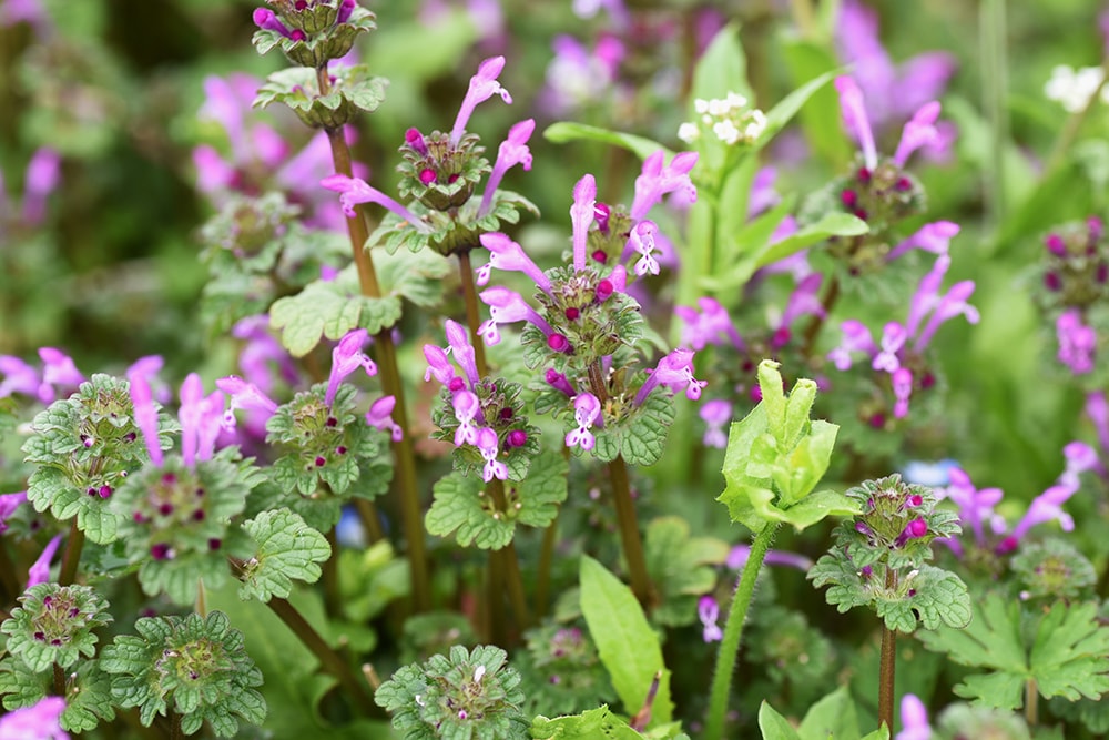 Henbit