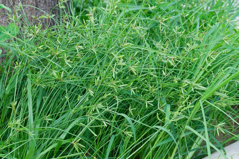 Nutsedge