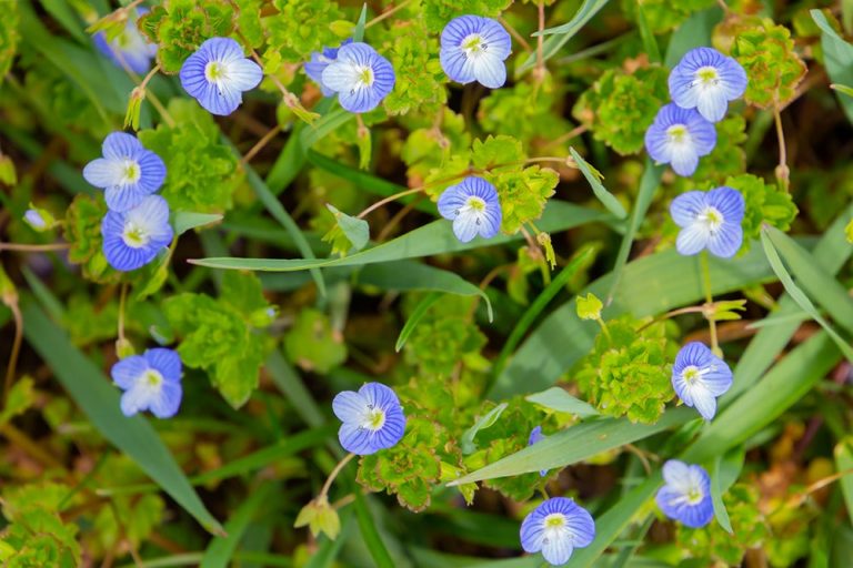 Persian Speedwell