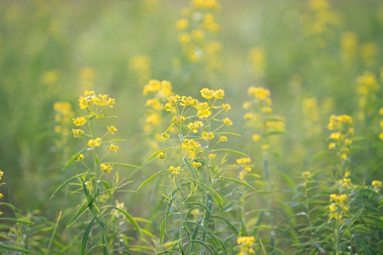 Spurge