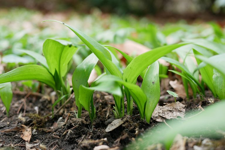 Wild Onion and Wild Garlic