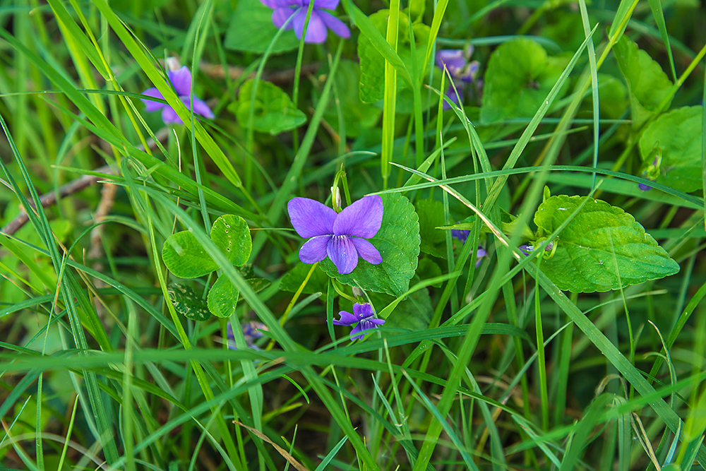 Wild Violet